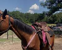 quarter-horse-for-sale
