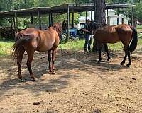 quarter-horse