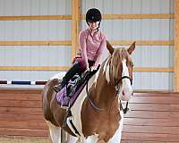 athletic-belgian-horse