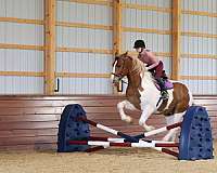 beginner-belgian-horse