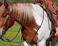 kid-safe-belgian-horse