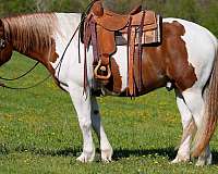 draft-belgian-horse