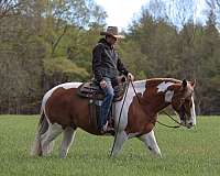 ranch-work-belgian-horse