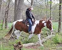 ranch-belgian-horse