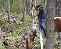 ridden-english-belgian-horse