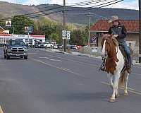 ridden-western-belgian-horse