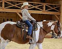 show-belgian-horse
