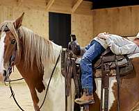 trail-belgian-horse