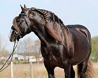 silb-gelding-for-sale