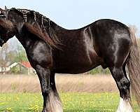 silb-gvhs-gelding