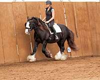 silb-gypsy-vanner-horse