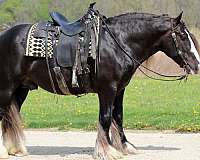 all-around-gypsy-vanner-horse