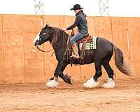 flashy-gypsy-vanner-horse