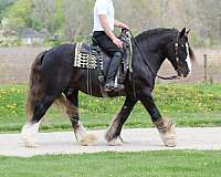 kid-safe-gypsy-vanner-horse