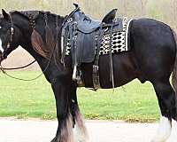 ranch-gypsy-vanner-horse