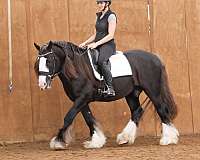 ridden-english-gypsy-vanner-horse