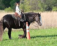show-gypsy-vanner-horse