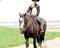 trail-gypsy-vanner-horse