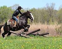trail-riding-gypsy-vanner-horse