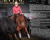 calf-roping-quarter-horse