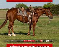 all-around-quarter-horse