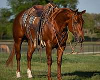 athletic-quarter-horse