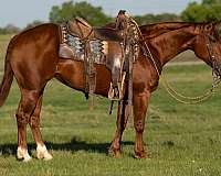 cutting-quarter-horse