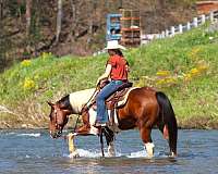 flashy-paint-horse
