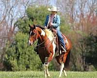 jumping-paint-horse