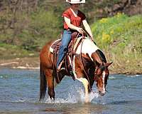 performance-paint-horse