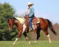 ranch-paint-horse