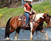 ranch-versatility-paint-horse