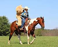 ranch-work-paint-horse