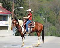 ridden-english-paint-horse
