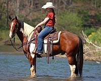 ridden-western-paint-horse