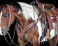 roping-paint-horse