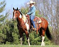 trail-paint-horse