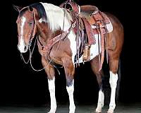 trail-riding-paint-horse