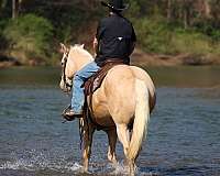 flashy-quarter-horse