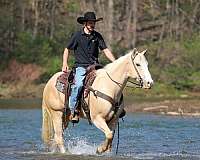 athletic-quarter-horse