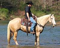 husband-safe-quarter-horse