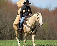 performance-quarter-horse