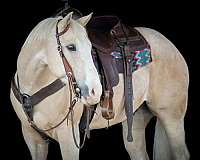 ranch-quarter-horse
