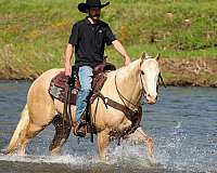 ranch-versatility-quarter-horse