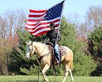 ranch-work-quarter-horse
