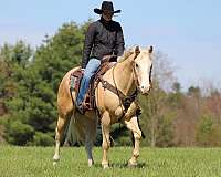 show-quarter-horse
