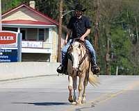trail-quarter-horse