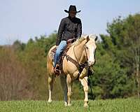 trail-riding-quarter-horse