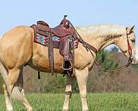 western-riding-quarter-horse