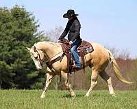 working-cattle-quarter-horse